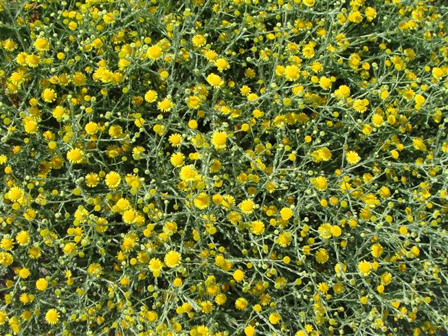 Pulicaria undulata